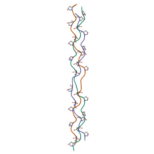 Three-dimensional structure render: STRUCTURAL CONSEQUENCES OF A DISCONTINUITY IN THE REPEATING TRIPEPTIDE SEQUENCE OF A COLLAGEN-LIKE TRIPLE-HELICAL PEPTIDE